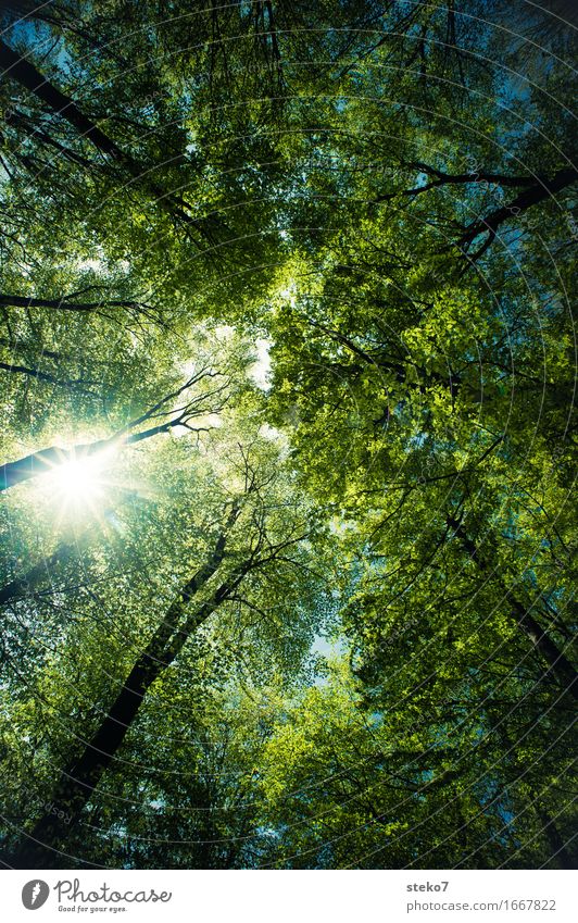 sun protection Sun Summer Beautiful weather Tree Forest Dream Large Bright Tall Blue Green Energy Leaf canopy Protection Shadow Beech wood Deciduous forest Wink