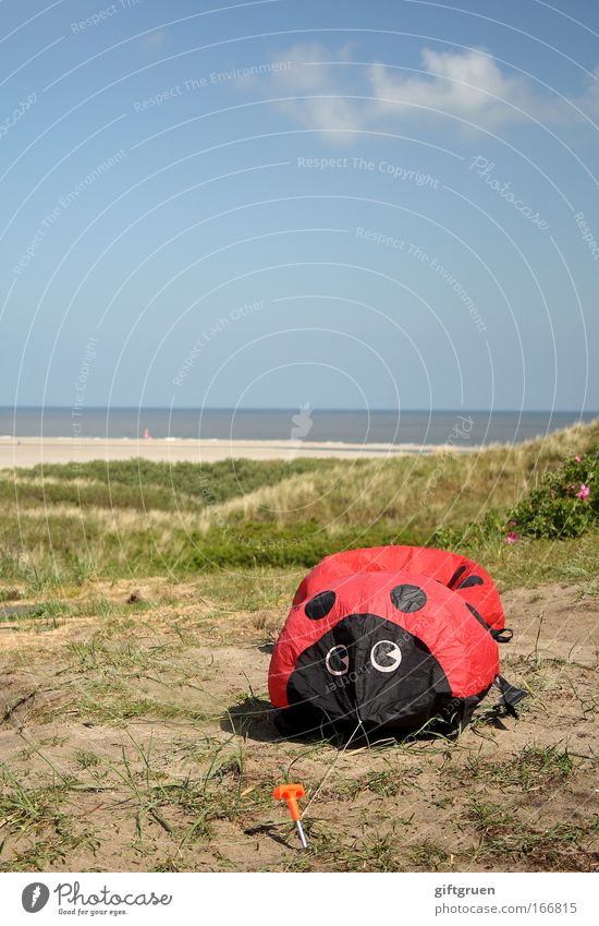 invasion of the giant ladybirds Colour photo Exterior shot Copy Space top Day Landscape Sky Climate change Coast Large Attack Robbery Ladybird Beetle Monster