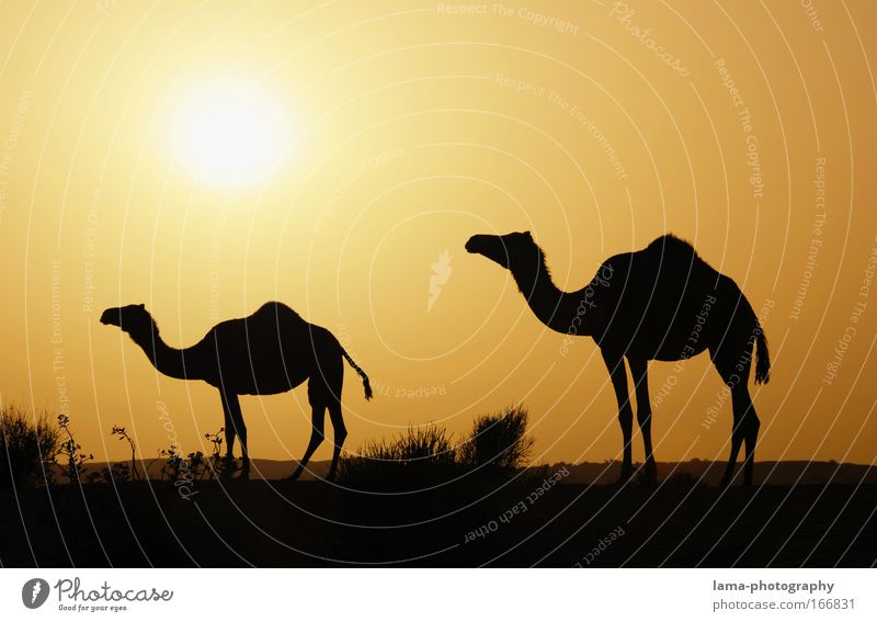 Alf laila wa-laila - camels Colour photo Exterior shot Copy Space top Copy Space bottom Evening Twilight Contrast Silhouette Light (Natural Phenomenon) Sunlight