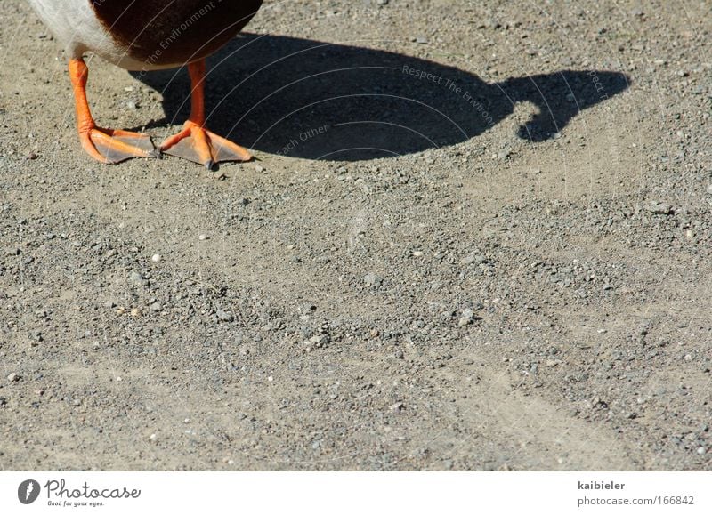 duck Colour photo Exterior shot Deserted Copy Space right Day Shadow Silhouette Animal Wild animal Duck 1 Going Funny Gray Whimsical Joy Duck walk Mallard