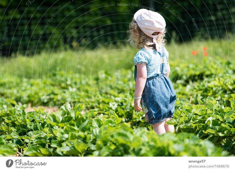 In the strawberry field Human being Child Toddler Girl 1 1 - 3 years Summer Agricultural crop Strawberry Field Town Blue Green Pink Black Stand Search