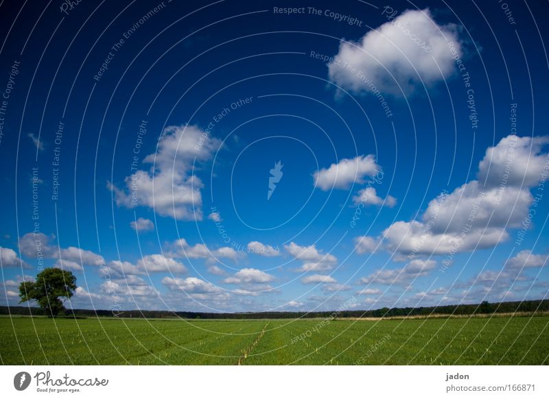 Time that never goes by. Colour photo Exterior shot Copy Space right Copy Space top Day Landscape Plant Sky Clouds Spring Field Blue Orderliness Asparagus field