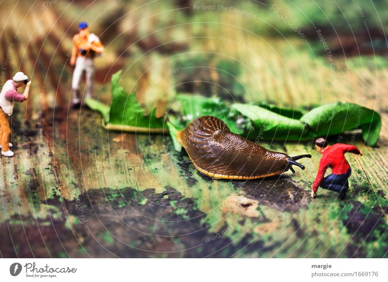 Miniwelten - Snails - Matador Meat Vacation & Travel Tourism Trip Adventure Safari Masculine Man Adults 3 Human being Leaf Zoo Brown Green Red Dandelion Fight