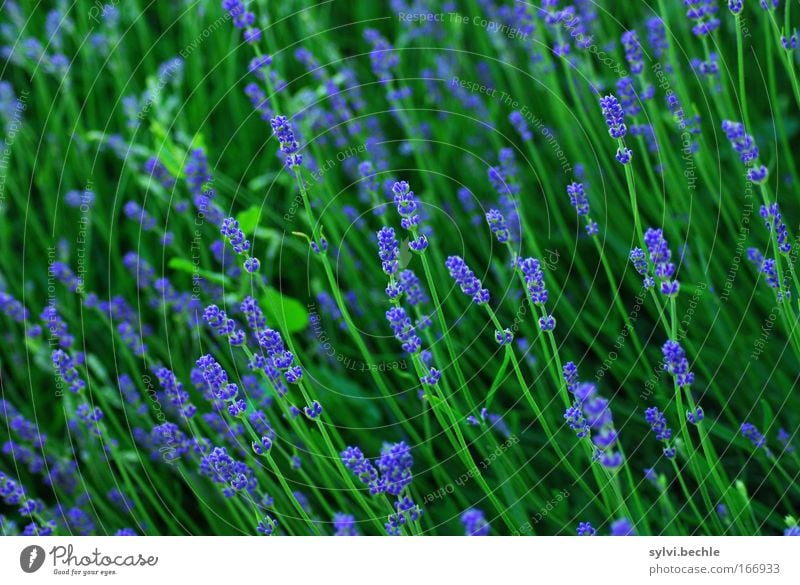towards the sun Nature Plant Summer Blossom Foliage plant Lavender Blossoming Fragrance Growth Fresh Beautiful Long Blue Green Idyll Vacation & Travel Moody