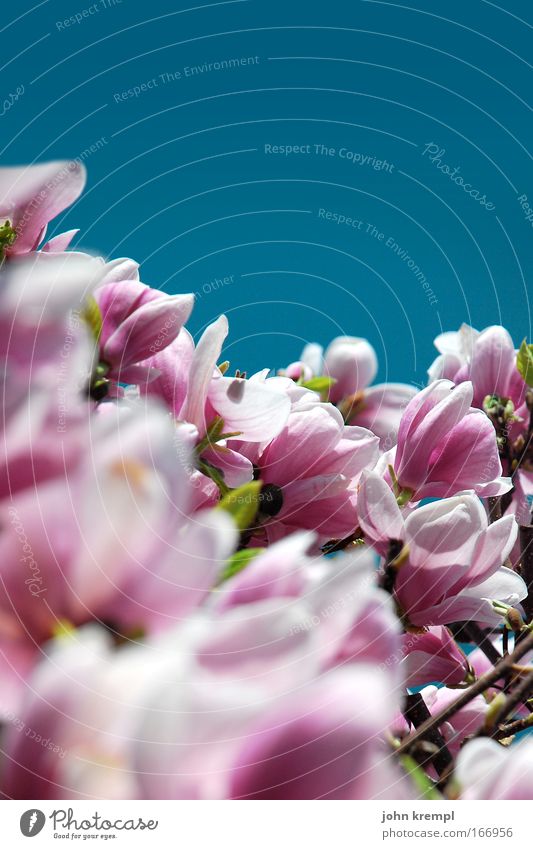 in full bloom Colour photo Multicoloured Exterior shot Copy Space top Day Nature Plant Sky Cloudless sky Spring Beautiful weather Tree Blossom Magnolia blossom