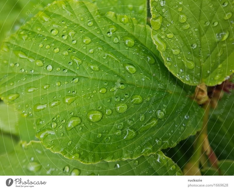 dewdrops; weed; water; structure; dew; raindrops Nature Water Drops of water Leaf Esthetic Wet Dew Hamamelis japonica mist drops Pearl taupe droplet tautropepfe