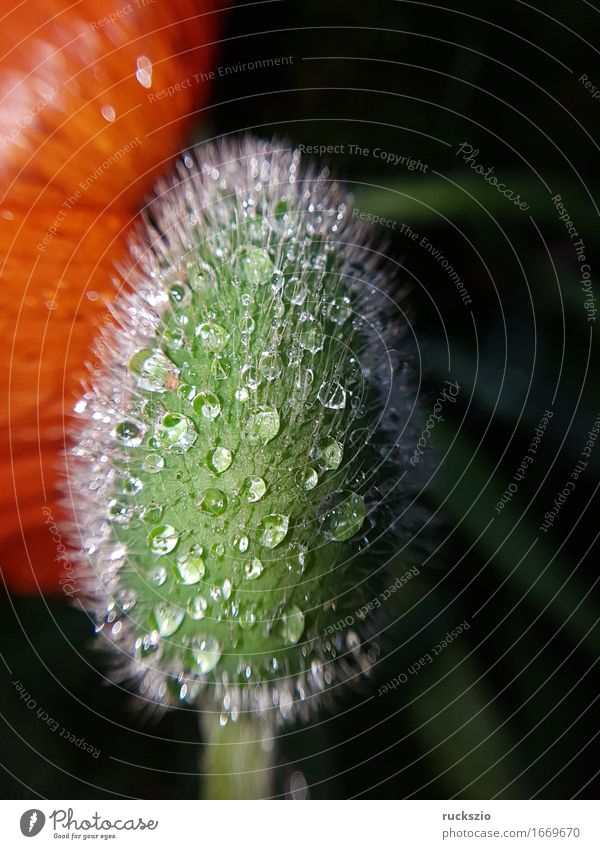 dewdrops; weed; water; structure; dew; raindrops Nature Water Drops of water Leaf Esthetic Wet Dew Turkey Poppy papaver oriental mist drops Pearl taupe droplet