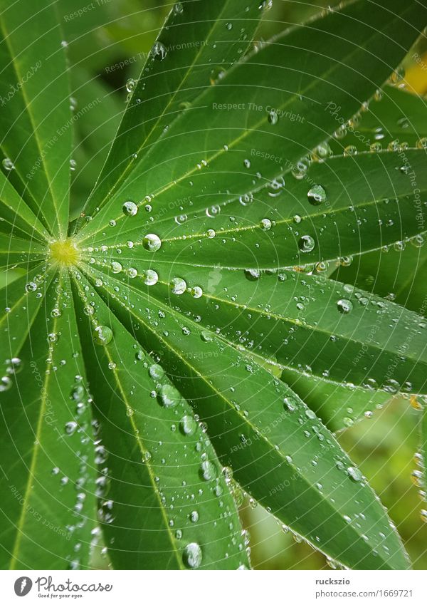 dewdrops; weed; water; structure; dew; raindrops Nature Water Drops of water Leaf Esthetic Wet Dew mist drops Pearl taupe droplet tautropepfe mist droplet