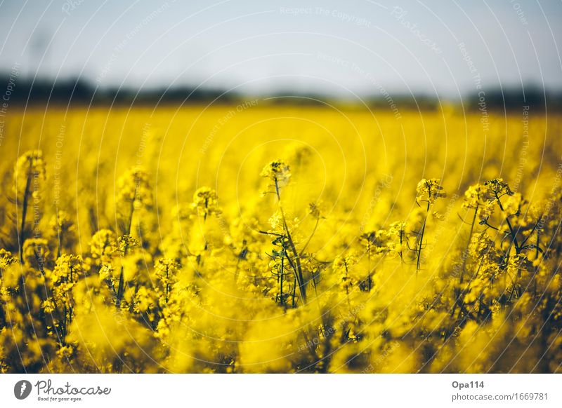 rapeseed Environment Nature Plant Animal Spring Summer Beautiful weather Foliage plant Agricultural crop Canola Canola field Field Blossoming Fragrance Stand