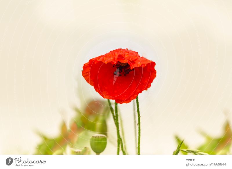 Poppy Day Intoxicant Nature Plant Water Spring Flower Leaf Blossoming Wet Environmental protection Habitat Drug trafficking drug abuse flora and fauna