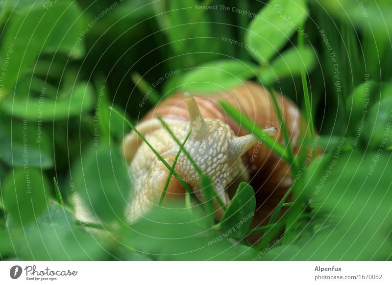 meal Environment Nature Grass Cloverleaf Garden Park Meadow Animal Snail 1 Observe To feed Crawl Looking Natural Curiosity Slimy Green Vineyard snail