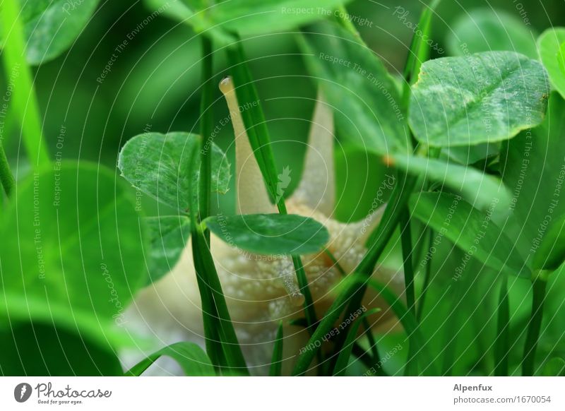In the jungle Environment Nature Garden Park Meadow Animal Snail 1 To feed Crawl Wet Cute Slimy Green Naked Large garden snail shell Vineyard snail Cloverleaf