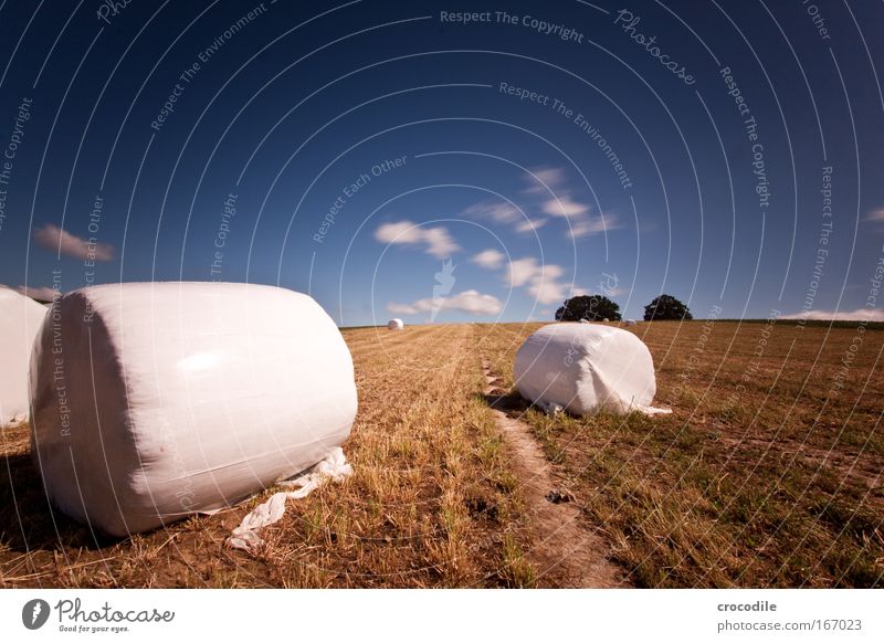 Marshmallow Field Colour photo Exterior shot Abstract Deserted Copy Space right Copy Space top Day Shadow Contrast Sunlight Long exposure Motion blur
