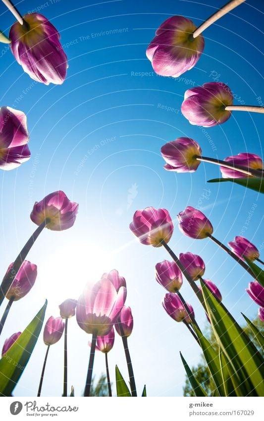 Tulips Tulips Tulips Tulips Nature Plant Sky Cloudless sky Spring Garden Park Free Infinity Bright Natural Beautiful Blue Green Violet Happiness Flexible Life