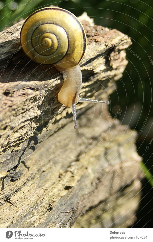 Is it going down there...? Colour photo Multicoloured Exterior shot Deserted Day Sunlight Animal portrait Wild animal Snail 1 Wood Curiosity Calm