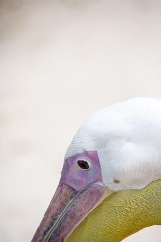 pelican Animal 1 Brown Yellow Violet Pink White Pelican Living thing Beak Vessel Eyes Head Colour photo Exterior shot Deserted Copy Space top