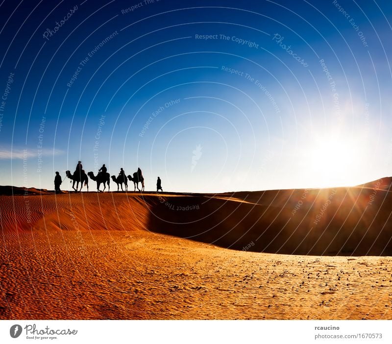 Exotic adventure: turist riding camels on sand dunes Beautiful Relaxation Vacation & Travel Tourism Trip Adventure Expedition Summer Human being Man Adults