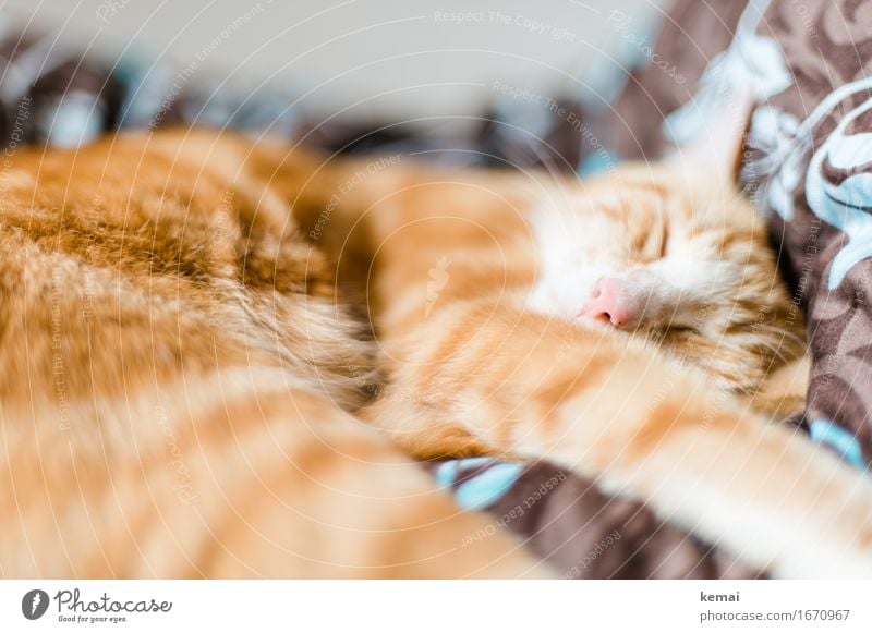 Tired animal Red-haired Animal Pet Cat Animal face Pelt 1 Relaxation Sleep Esthetic Beautiful Caution Serene Patient Calm Fatigue Bed Colour photo