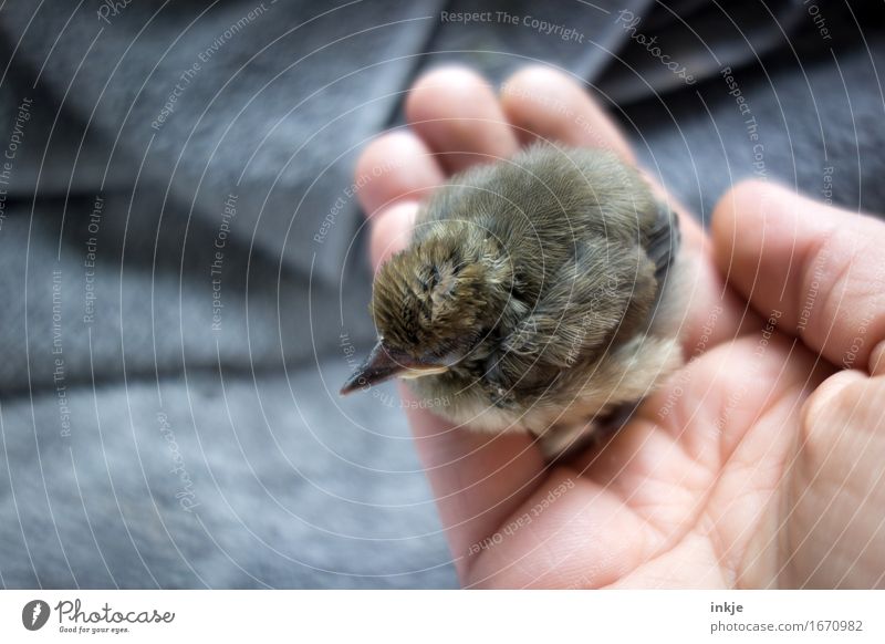 so small Hand Wild animal Bird Young bird Blackbird astling 1 Animal Baby animal To hold on Crouch Small Cute Emotions Trust Protection Safety (feeling of)