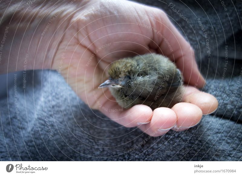 Secure Hand Wild animal Bird Young bird Blackbird 1 Animal Baby animal Relaxation To hold on Crouch Sleep Small Cute Emotions Safety Protection