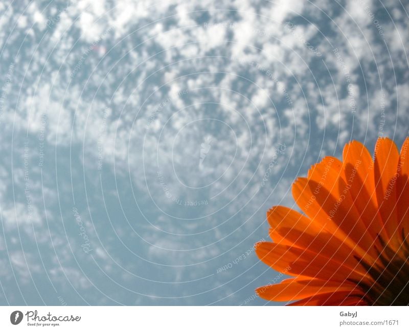 noon Livingstone daisy Marigold Clouds Sky Red Hope Life Blue Sun noon sky stretch up flower Orange Upward