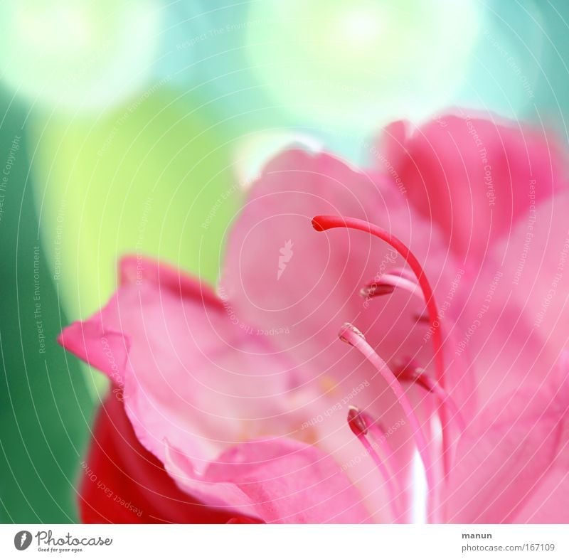 Pink Beauty Colour photo Multicoloured Exterior shot Close-up Detail Macro (Extreme close-up) Abstract Pattern Copy Space left Copy Space top Copy Space bottom
