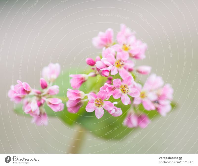 buckwheat blossom Grain Environment Nature Plant Blossom Agricultural crop Esthetic Fragrance Friendliness Healthy Positive Soft Pink Trust Beautiful Attentive