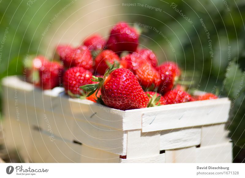 Strawberry Season II Food Fruit Nutrition Organic produce Vegetarian diet Agriculture Forestry Trade Nature Summer Beautiful weather Plant Field Yellow Green