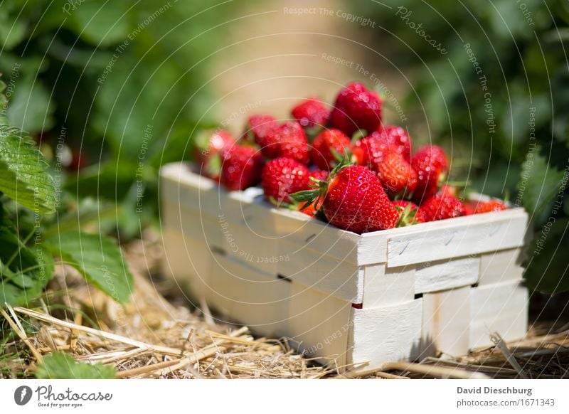 strawberries Food Fruit Nutrition Organic produce Vegetarian diet Finger food Agriculture Forestry Nature Beautiful weather Plant Agricultural crop Field Yellow