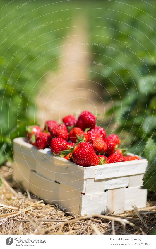 yield Food Fruit Nutrition Organic produce Vegetarian diet Agriculture Forestry Nature Spring Summer Beautiful weather Plant Field Yellow Green Red Strawberry