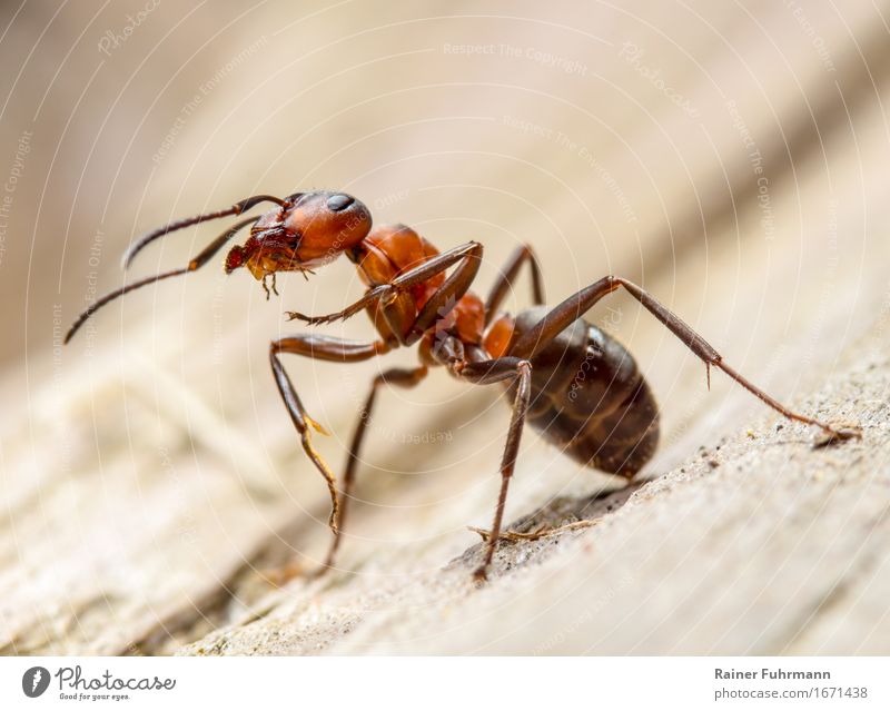 Portrait of a red wood ant Environment Nature Animal "Red wood ant Ant" 1 Work and employment Observe Stand Threat Curiosity Willpower Brave Determination