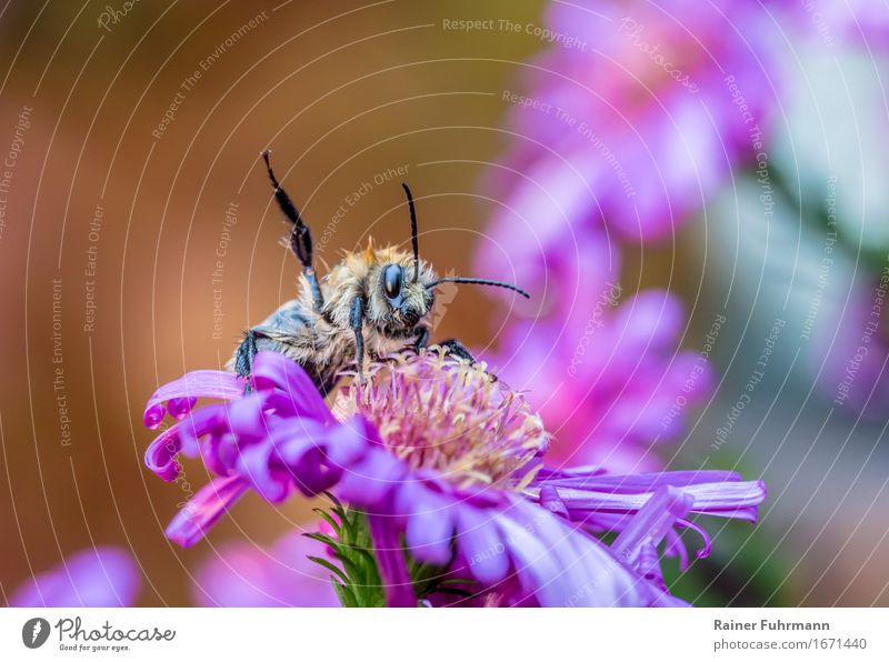 a threatening bumblebee Nature Plant Animal Flower "Insect Bumblebee" 1 To feed Colour photo Exterior shot Copy Space top Sunlight Animal portrait