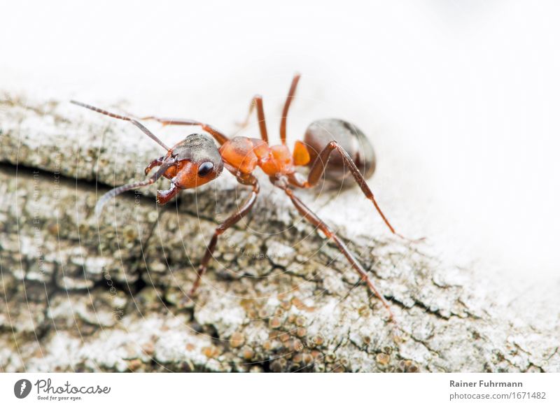 a red wood ant Nature Animal Wild animal "Ant "Wood ant" 1 Observe Walking Aggression Small Bravery Power Determination Resolve "guard labourer Social