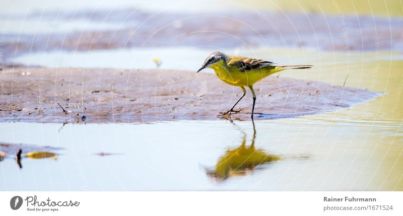 a wagtail is reflected in the water Animal "Bird Blue-headed wagtail Singvogel" 1 Observe To feed Walking Thin Yellow Nature Colour photo Exterior shot