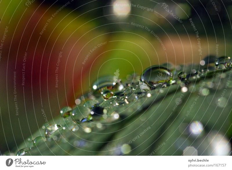 let it rain Nature Plant Water Drops of water Weather Rain Leaf Glittering Illuminate Fresh Cold Wet Natural Beautiful Green Red Colour photo Multicoloured