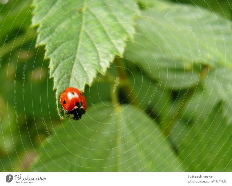 stepping stone Beetle Ladybird Insect Seven-spot ladybird Nature Environment Leaf Red Green Small Crawl Happy Good luck charm Point departure launch Bushes