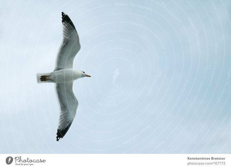 medium-haul flight Colour photo Exterior shot Aerial photograph Deserted Copy Space right Neutral Background Day Animal Bird Seagull 1 Flying Free Blue Gray