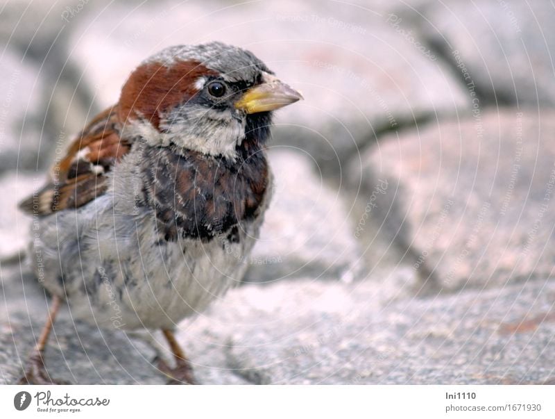 Eye contact with a sparrow Marketplace Wild animal Bird Animal face Sparrow 1 Cute Brown Yellow Gray Black White Nature Beak Eyes Feather Individual Beg