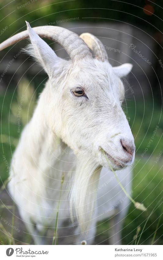 y2 Trip Beautiful weather Grass Garden Meadow Animal Pet Farm animal Animal face Goats Antlers Pelt 1 To feed Natural Cute Soft Green White Break