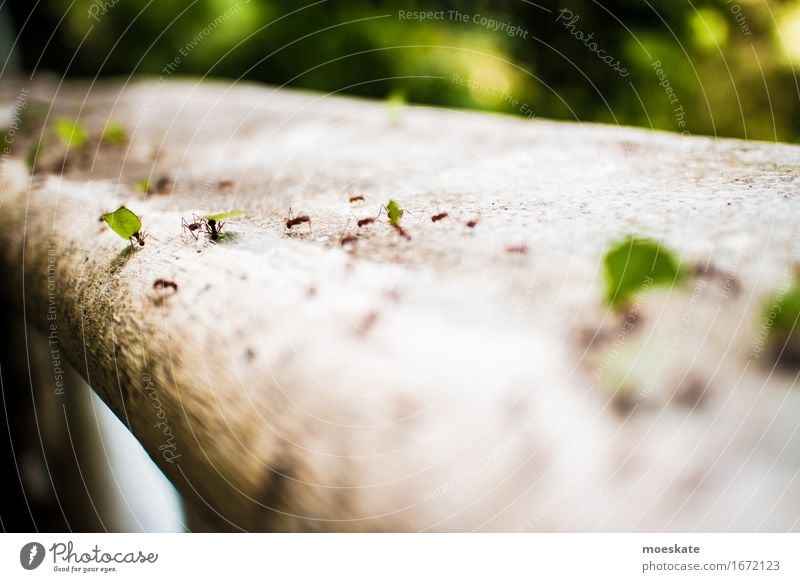 Ants in Costa Rica Group of animals Green Column of ants Insect Work and employment Diligent Carrying Logistics Colour photo Exterior shot
