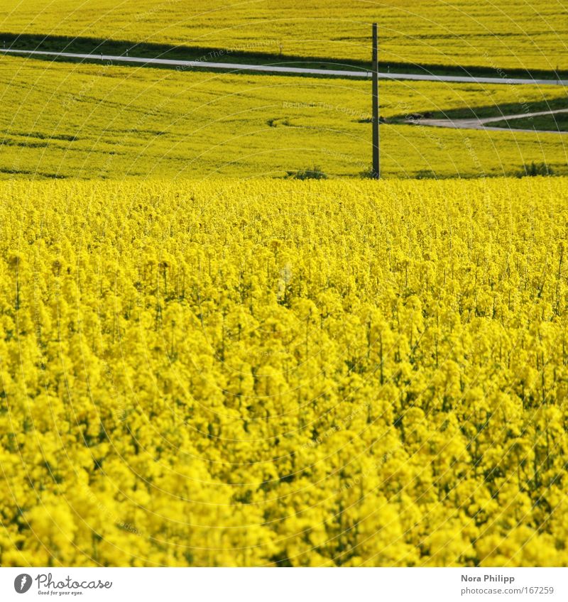 yellow Colour photo Multicoloured Exterior shot Deserted Day Shallow depth of field Central perspective Environment Nature Landscape Spring Beautiful weather
