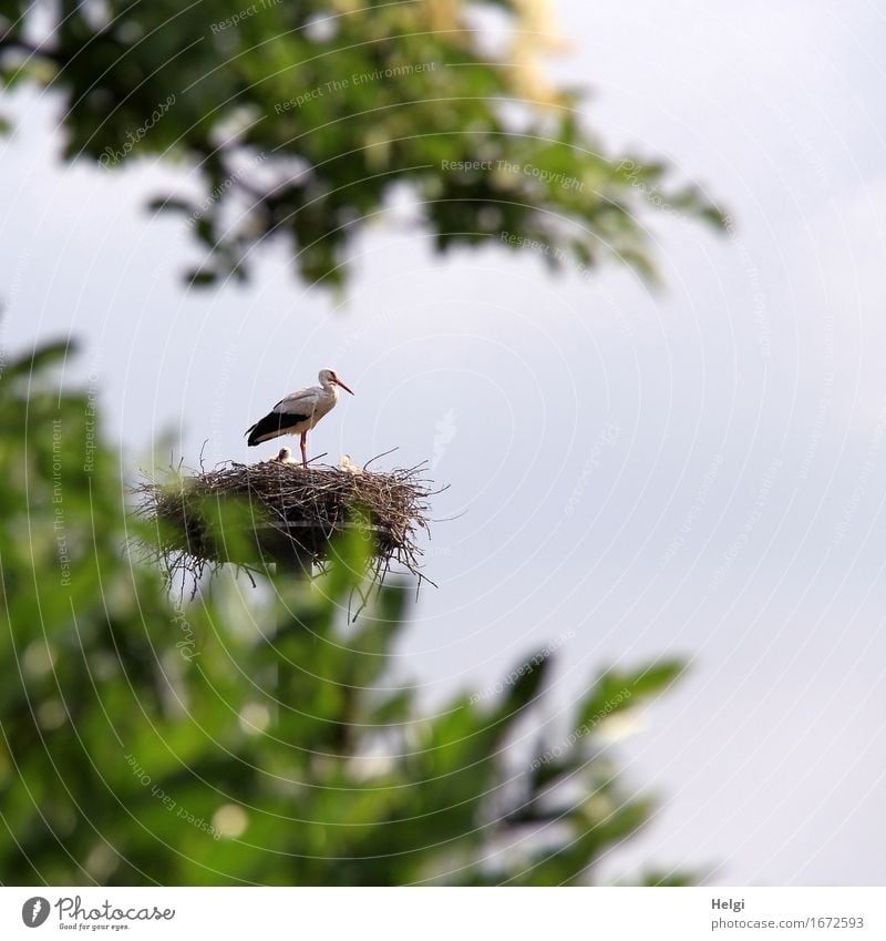 protectoral Environment Nature Plant Animal Spring Beautiful weather Tree Leaf Wild animal Bird Stork Eyrie 3 Animal family Observe Looking Stand Together