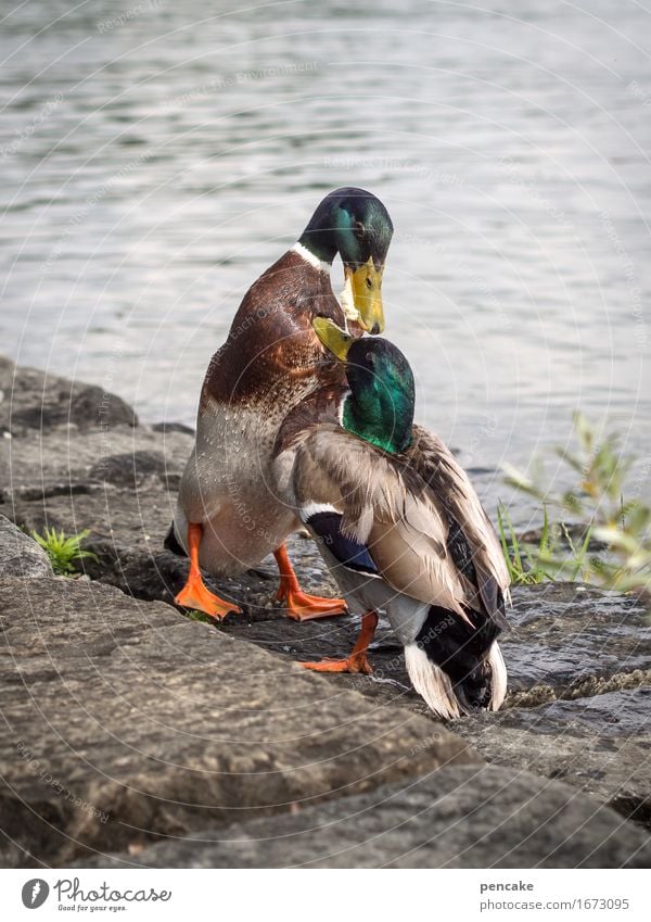 our physical bread Elements Water Lake Animal Wild animal 2 Stone Fight Aggression Relationship Belief Religion and faith Passion Survive Mallard Masculine