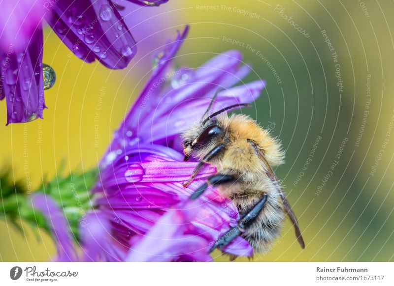 a bumblebee on a blossom in the morning dew Environment Nature Plant Animal "Bumblebee Earth Bumblebee" 1 To feed Fresh Beautiful Clean Voracious "Nectar amass