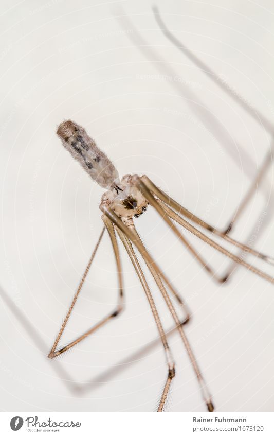 a large trembling spider (Pholcus phalangioides) Animal Spider "Great trembling spider Spider" 1 "Fear anxiously phobia Spider phobia" Nature Colour photo