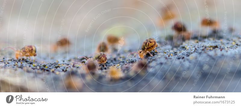 a herd of bullet jumpers Animal "Insects ball jumper Collembola Springtails" Group of animals Herd Flock To feed Small Nature Colour photo Exterior shot