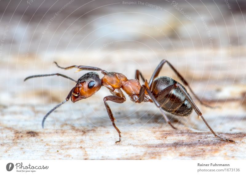 a red wood ant Animal Wild animal "Ant Red Ant" 1 Work and employment Walking Running Positive Speed Dedication Responsibility Attentive Effort Movement Nature