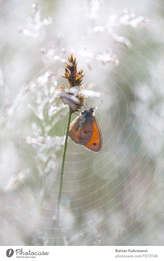 A butterfly sitting on a blade of grass Nature Animal Spring Summer Meadow Wild animal Butterfly Small meadowbird 1 Moody Happy Colour photo Exterior shot
