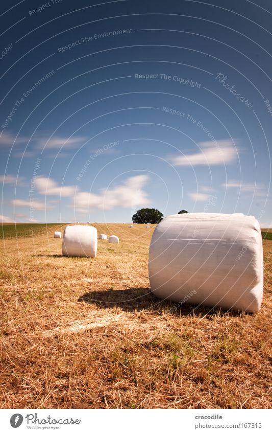 Marshmallow Field II Colour photo Exterior shot Experimental Deserted Copy Space left Copy Space top Copy Space bottom Day Shadow Contrast Sunlight Motion blur