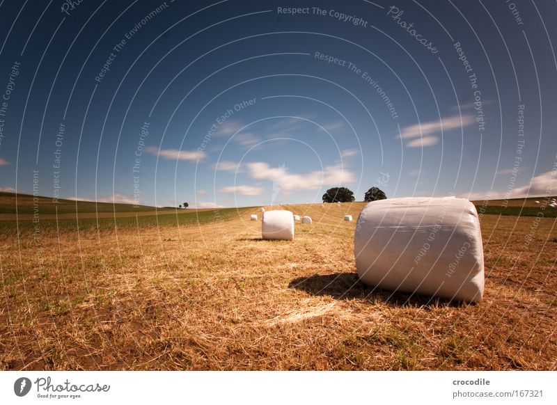 Marshmallow Field V Colour photo Exterior shot Day Shadow Contrast Sunlight Long exposure Motion blur Deep depth of field Central perspective Environment Nature
